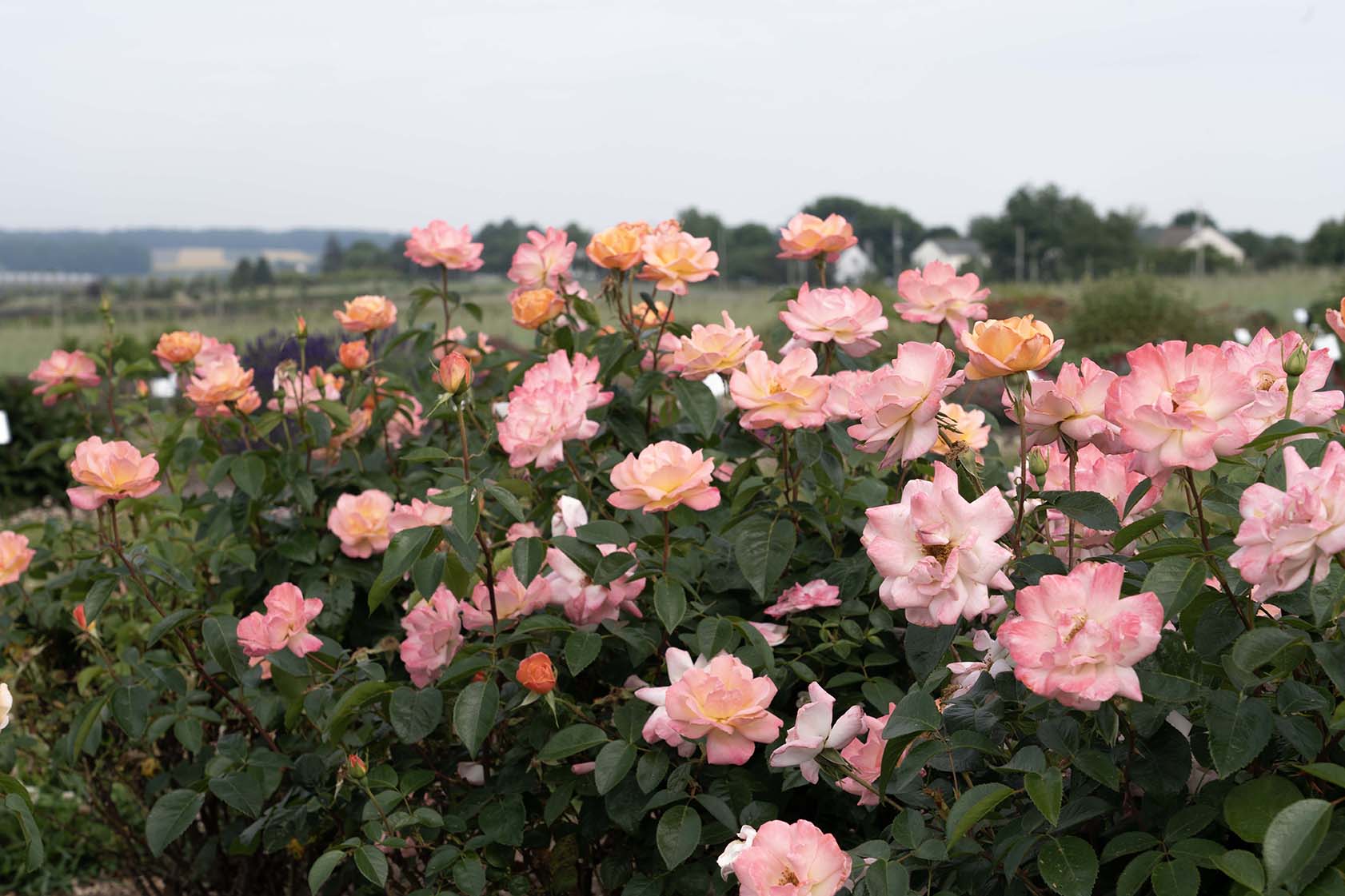 Bright & Shiny™ - Star Roses and Plants - Image 3