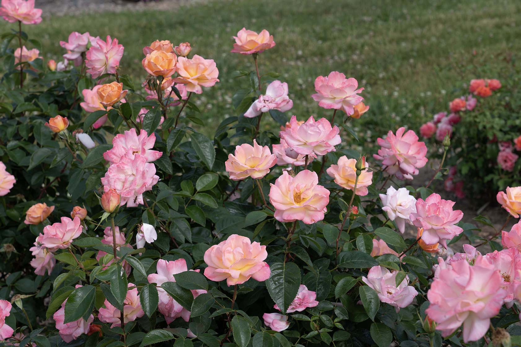 Bright & Shiny™ - Star Roses and Plants - Image 4