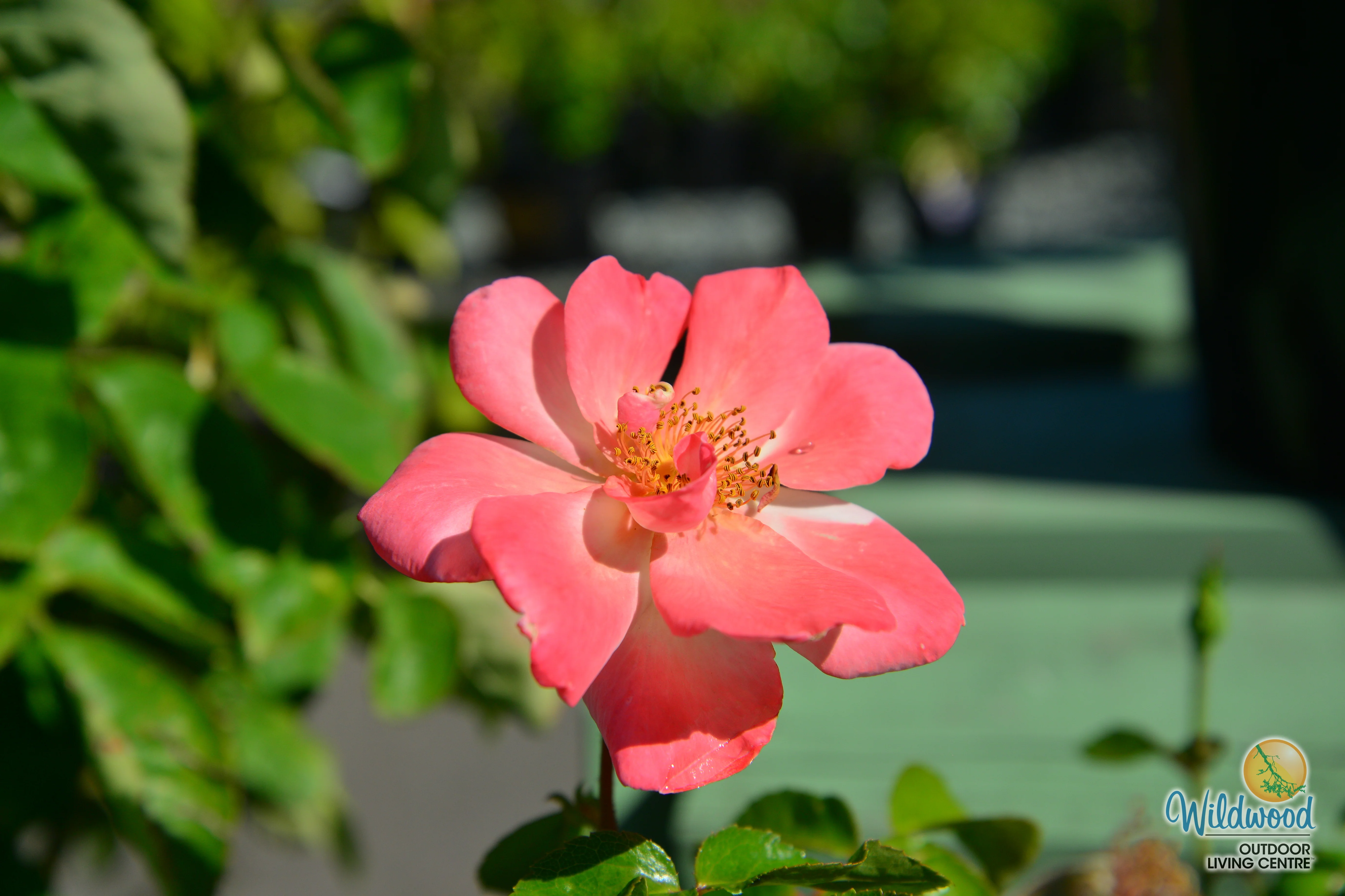 Bright & Shiny™ - Star Roses and Plants - Image 5