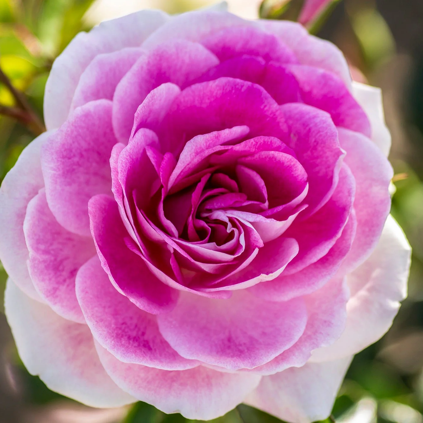 Brilliant Pink Iceberg - Star Roses and Plants