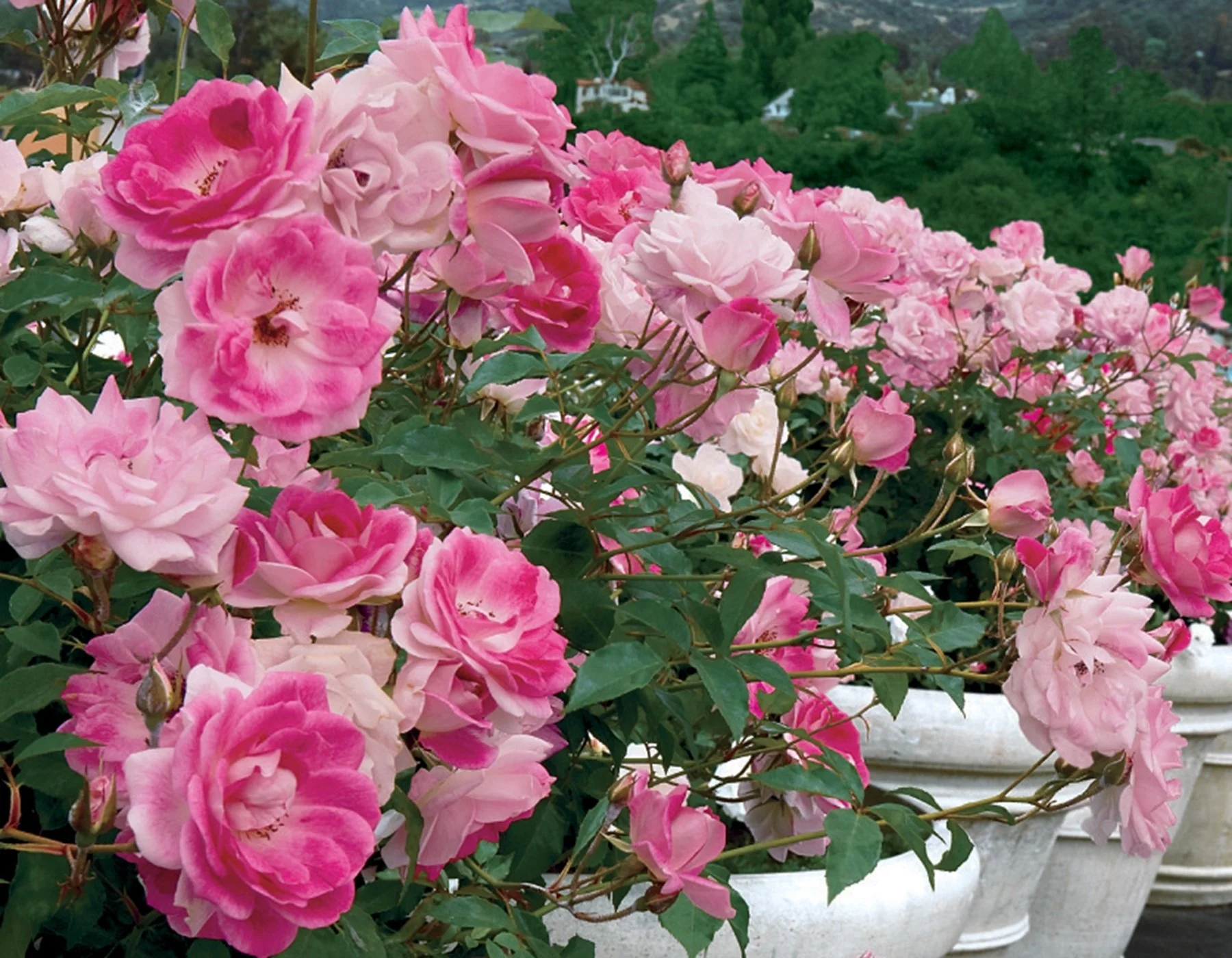Brilliant Pink Iceberg - Star Roses and Plants - Image 2