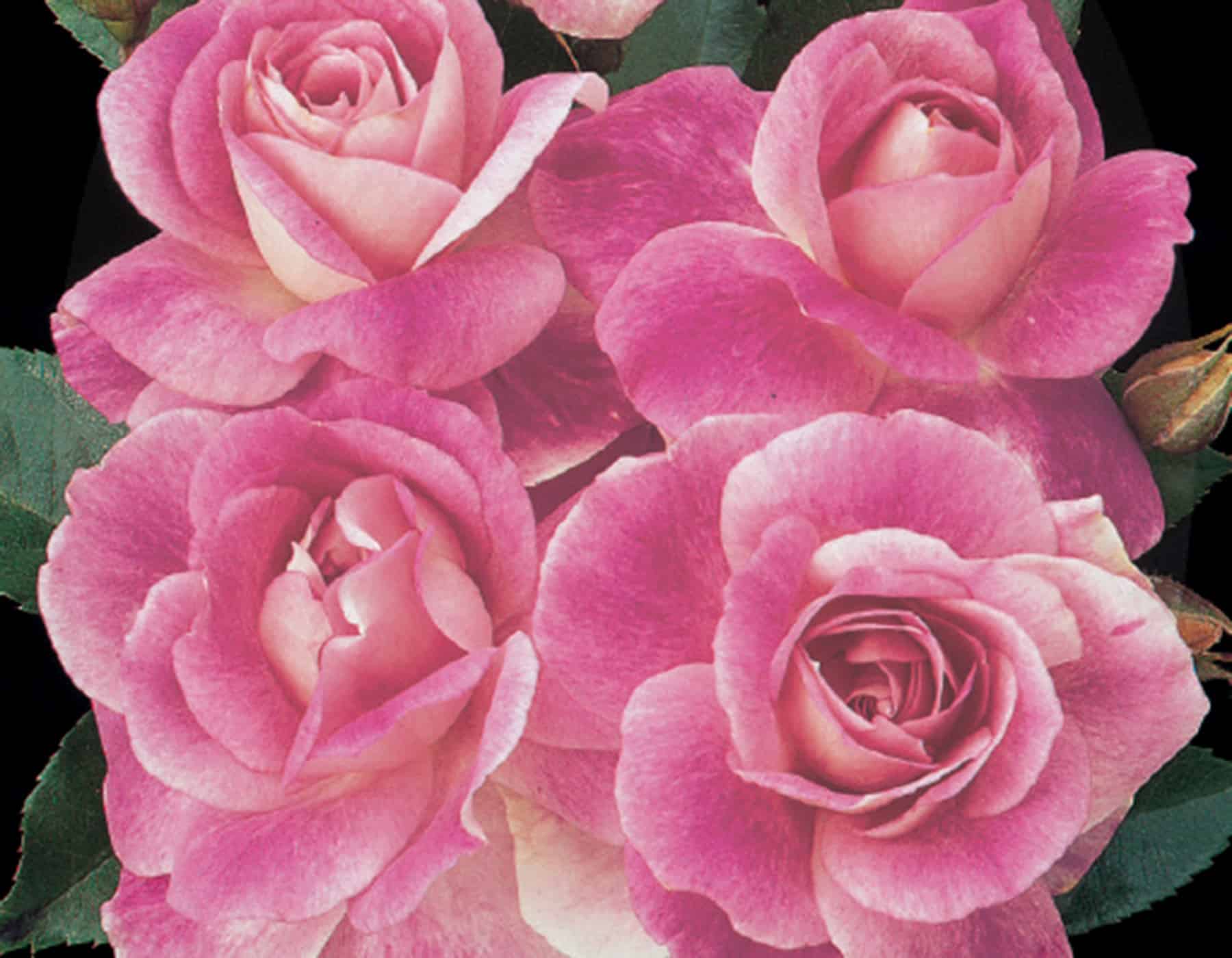 Brilliant Pink Iceberg - Star Roses and Plants - Image 3