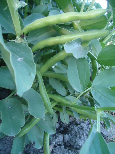 Broad Bean Windsor (Fava) - Saanich Organics