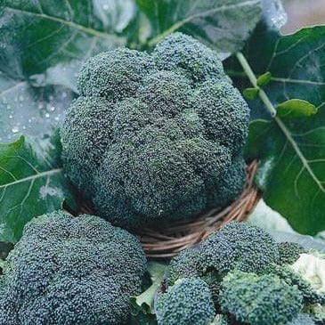 Broccoli All Season Blend - Renee's Garden - Image 2