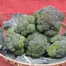 Broccoli All Season Blend - Renee's Garden - Image 3