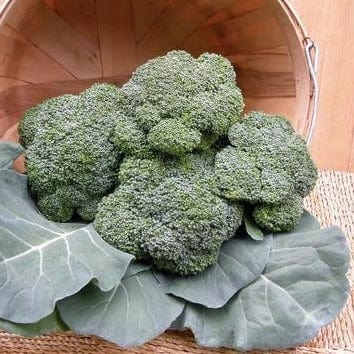 Broccoli All Season Blend - Renee's Garden - Image 4