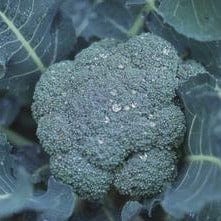 Broccoli All Season Blend - Renee's Garden - Image 5