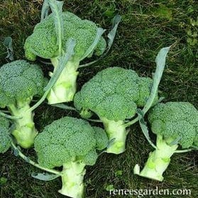 Organic Broccoli Batavia - Renee's Garden - Image 4