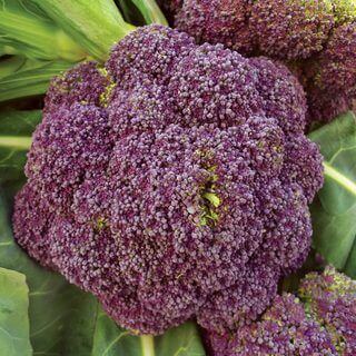 Broccoli Early Purple International - Aimers Seeds - Image 2