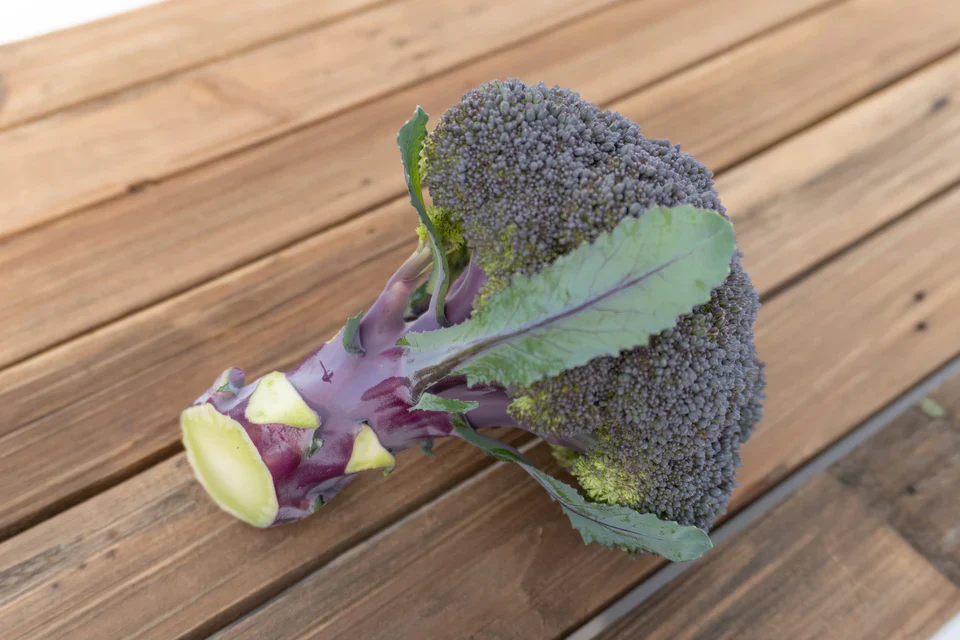 Broccoli  Purple Magic - West Coast Seeds - Image 2