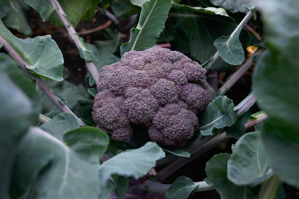 Broccoli  Purple Magic - West Coast Seeds - Image 3