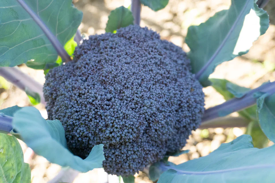 Broccoli  Purple Magic - West Coast Seeds - Image 4