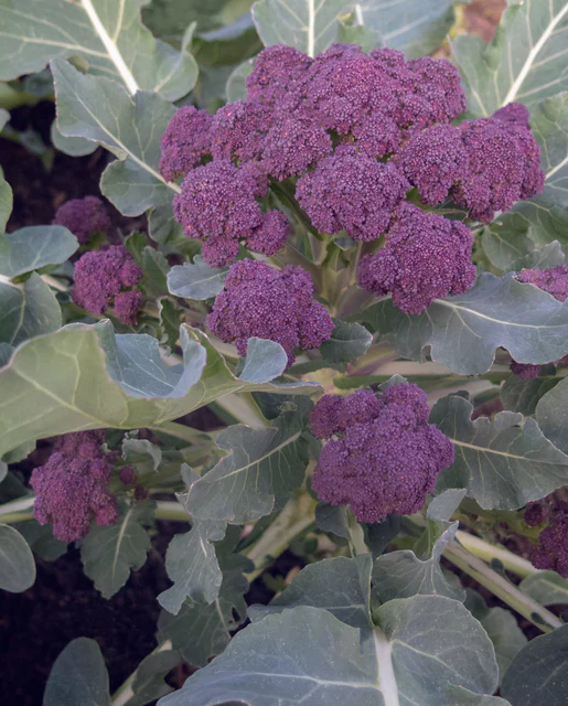 Broccoli Burgundy Sprouting - West Coast Seeds - Image 2