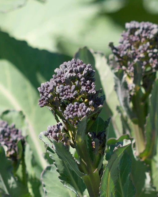 Broccoli Sprouting Summer Purple - West Coast Seeds - Image 2