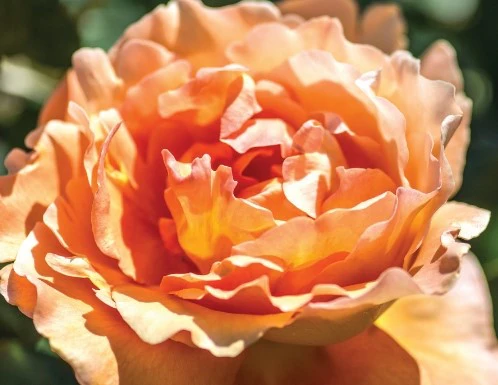 Bronze Star - Star Roses and Plants - Image 2