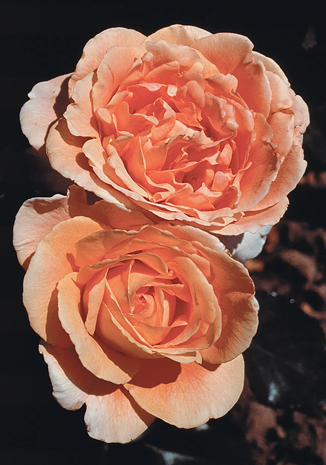 Bronze Star - Star Roses and Plants - Image 3