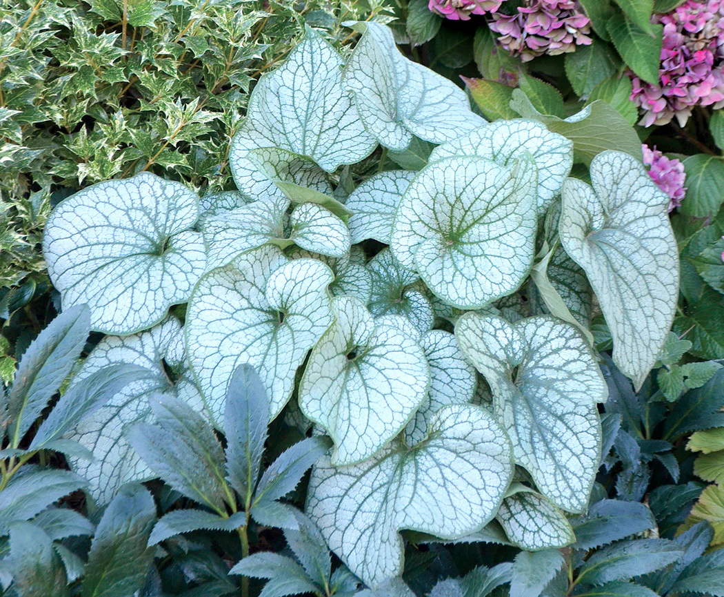 Brunnera - Alexander's Great, 1 Pack - Image 2