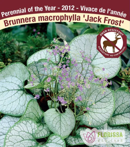 Brunnera - Jack Frost, 1 Pack