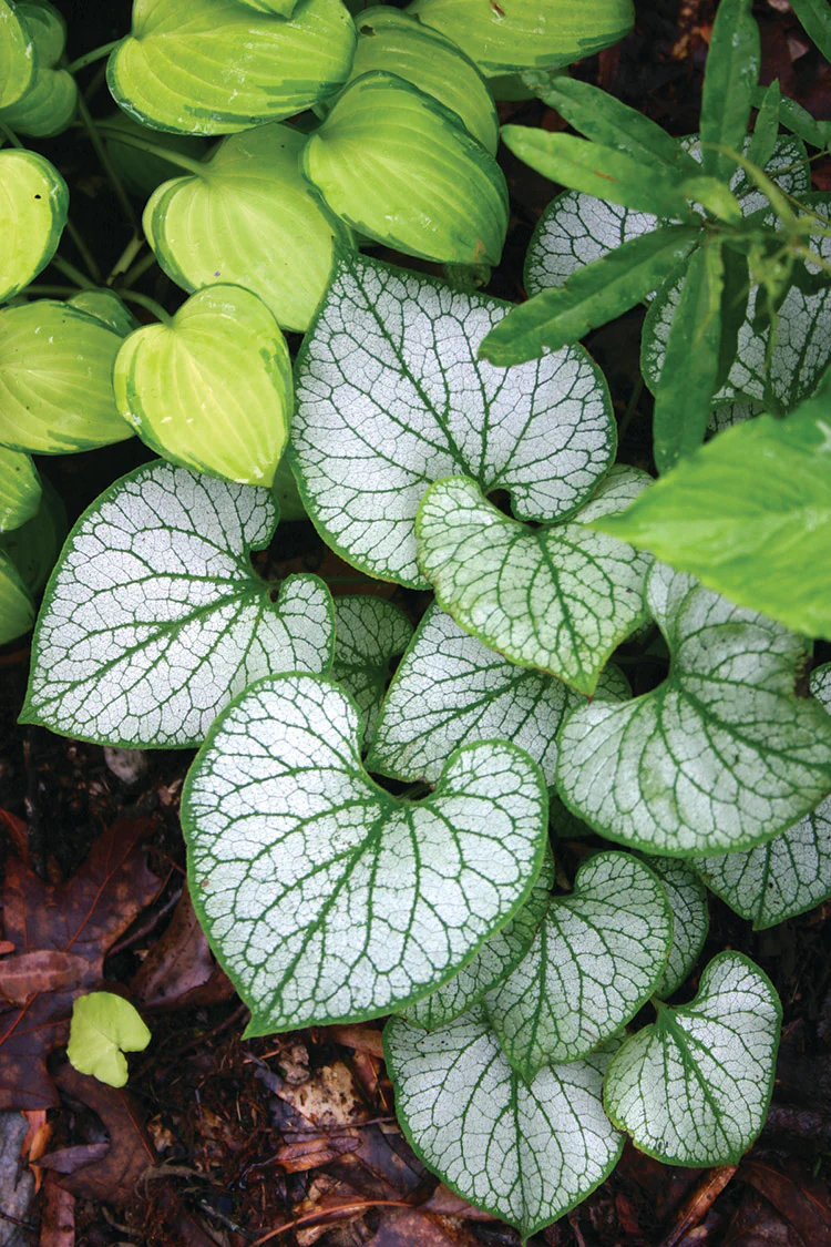 Brunnera - Jack Frost, 1 Pack - Image 2