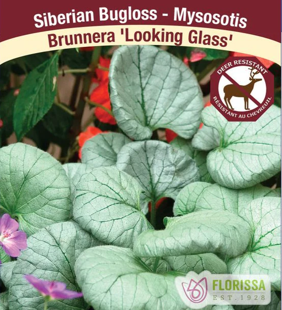 Brunnera - Looking Glass, 1 Pack