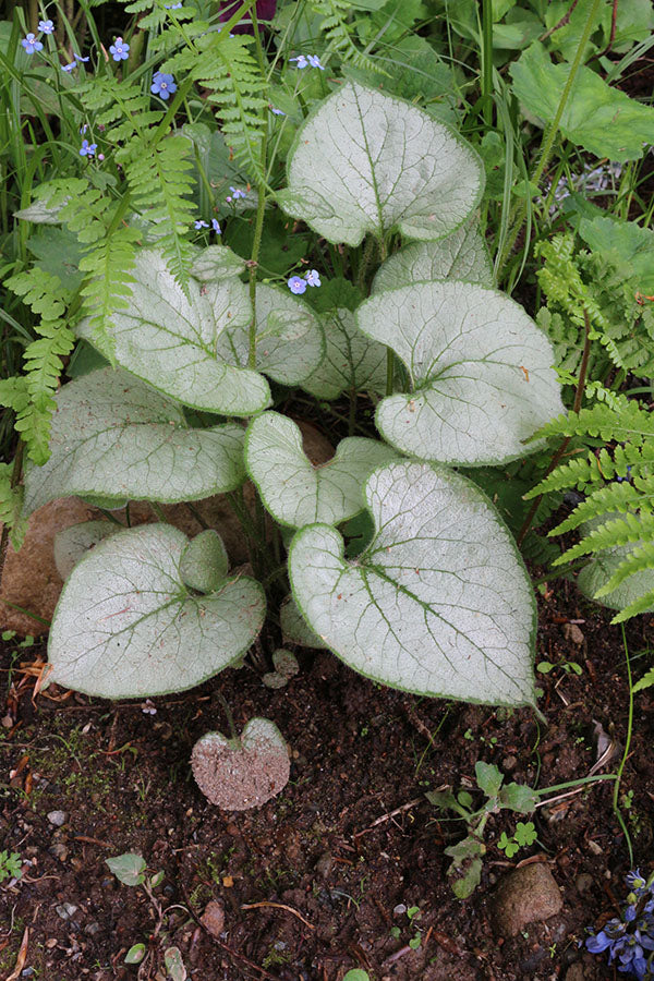 Brunnera - Looking Glass, 1 Pack - Image 2