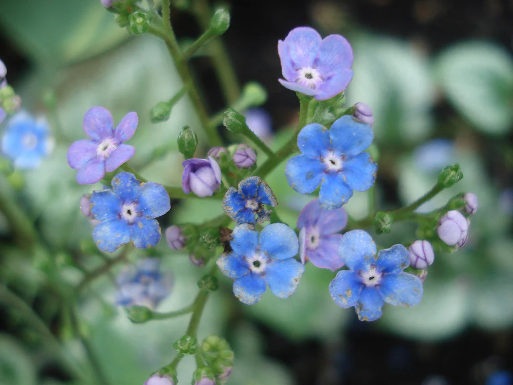 Brunnera - Sea Heart, 1 Pack - Image 2