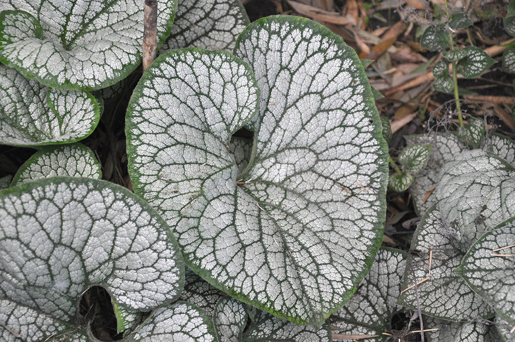 Brunnera - Sea Heart, 1 Pack - Image 3