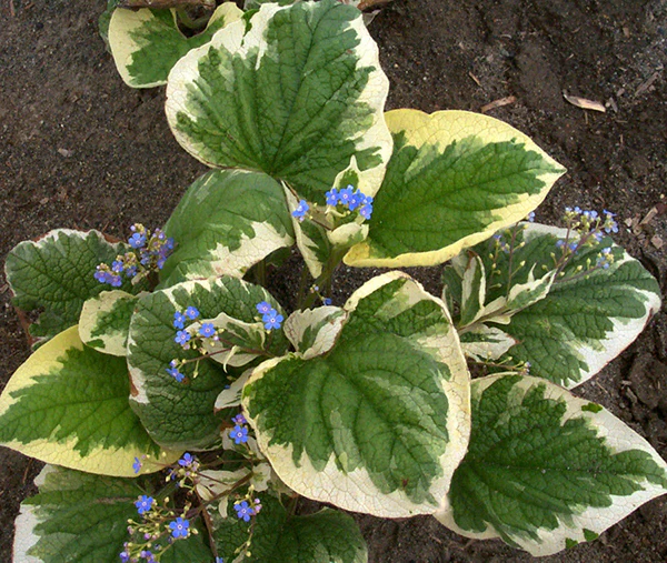 Brunnera - Variegata, 1 Pack - Image 2