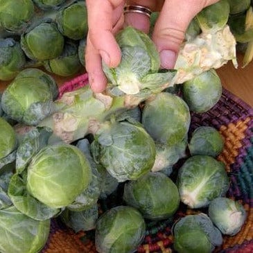 Brussels Sprouts Hestia - Renee's Garden - Image 3
