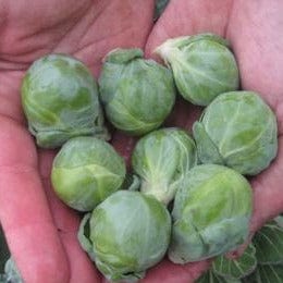 Brussels Sprouts Hestia - Renee's Garden - Image 4
