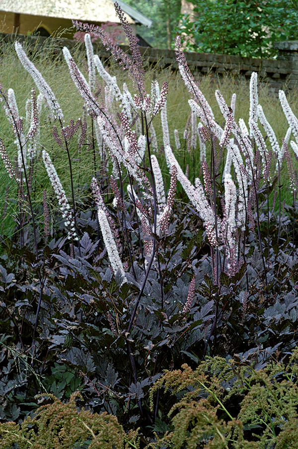 Bugbane - Brunette, 1 Pack - Image 2