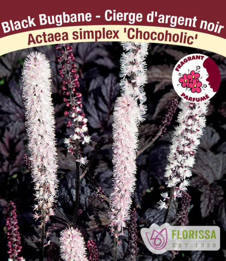 Bugbane - Chocoholic, 1 Pack