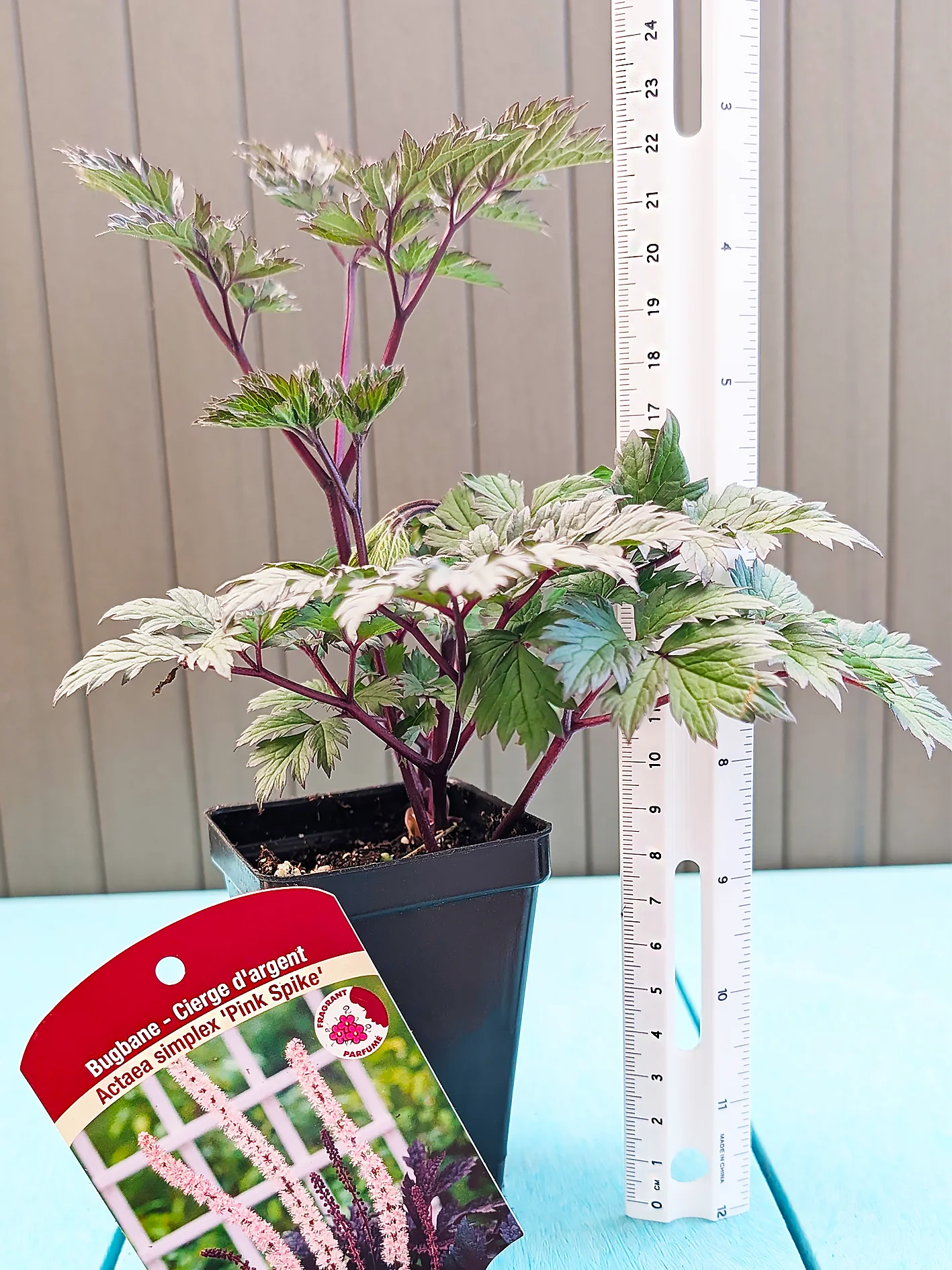 Bugbane - Pink Spike, 1 Pack - Image 3