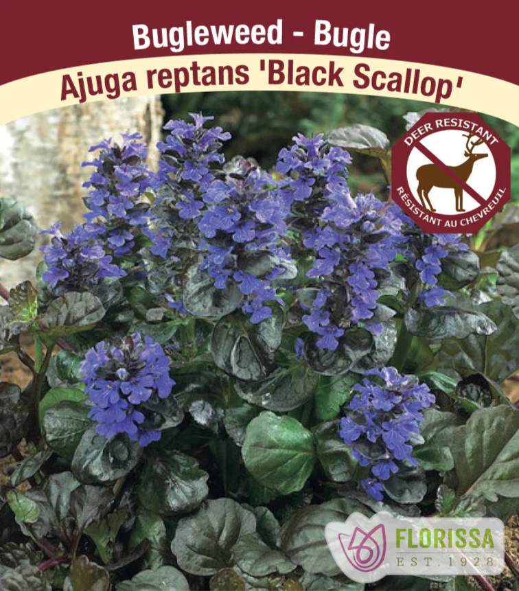 Bugleweed - Black Scallop, 1 Pack