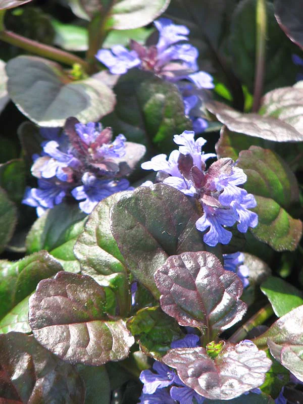 Bugleweed - Black Scallop, 1 Pack - Image 2