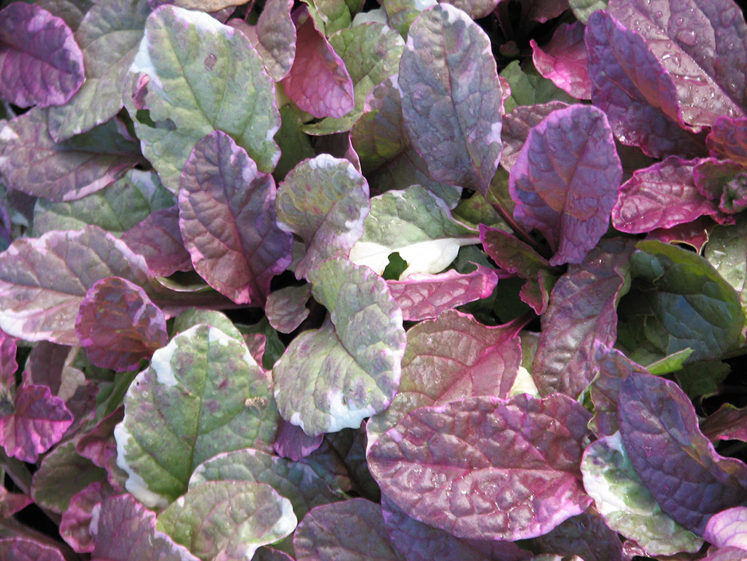 Bugleweed - Burgundy Glow, 1 Pack - Image 2