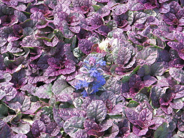 Bugleweed - Burgundy Glow, 1 Pack - Image 3