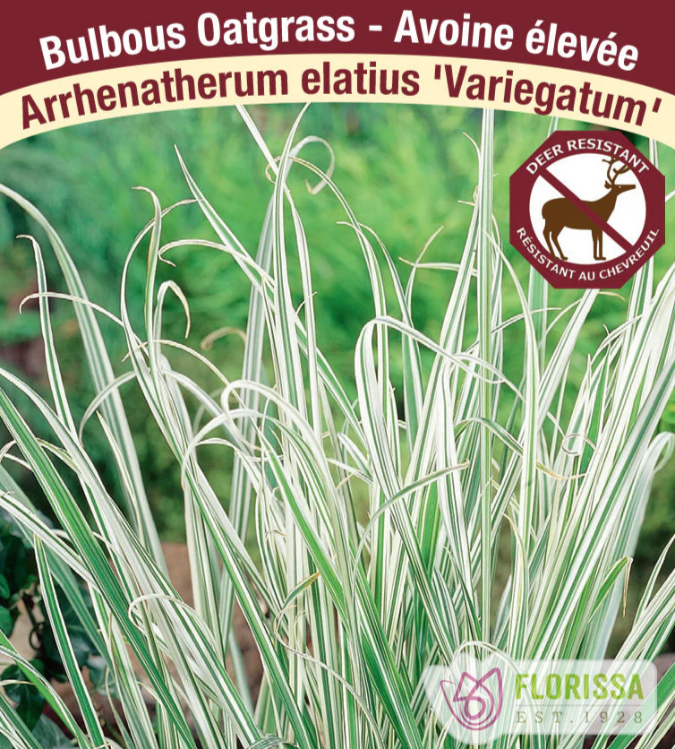 Bulbous Oatgrass - Variegatum, 1 Pack