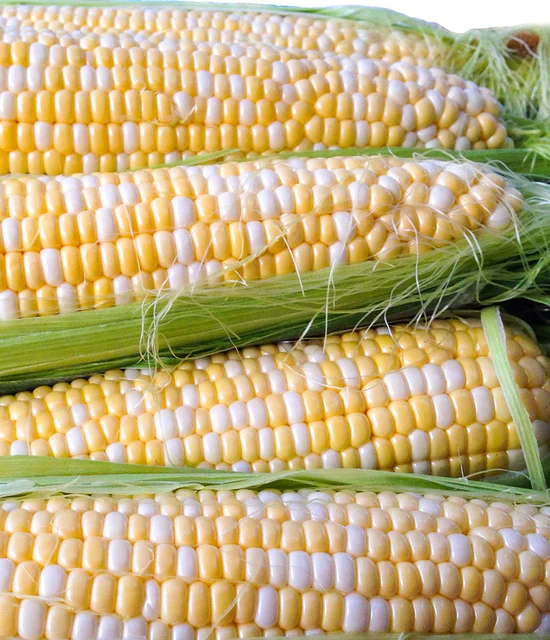 BULK Corn Enchanted- West Coast Seeds - Image 2