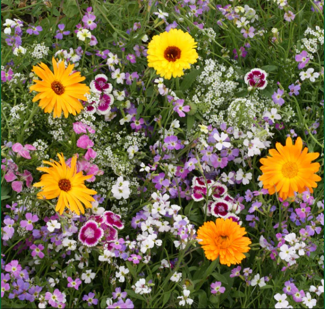 BULK Wildflowers Fragrant Blend - West Coast Seeds - Image 2