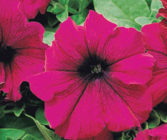 Petunia Burgundy Super Cascade - Ontario Seed Company