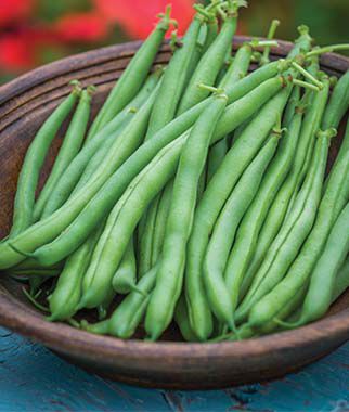 Bean Big Kahuna Bush - Burpee Seeds - Image 2
