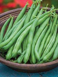 Organic Bean Big Kahuna - Burpee Seeds - Image 2