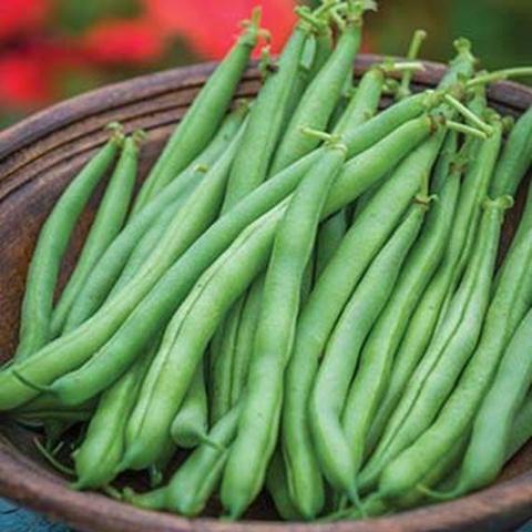 Organic Bean Blue Lake 47 Bush - Burpee Seeds