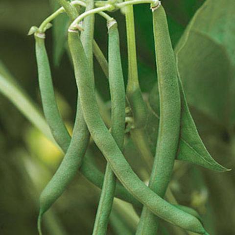 Organic Bean Blue Lake 47 Bush - Burpee Seeds - Image 2