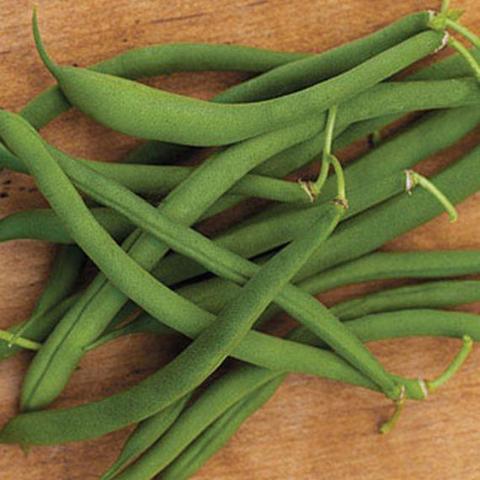 Organic Bean Blue Lake 47 Bush - Burpee Seeds - Image 3