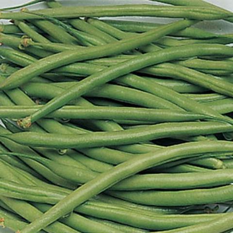 Bean Triomphe de Farcy - Burpee Seeds
