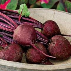 Beet Detroit Dark Red Medium Top - Burpee Seeds