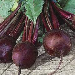 Beet Detroit Dark Red Medium Top - Burpee Seeds - Image 2