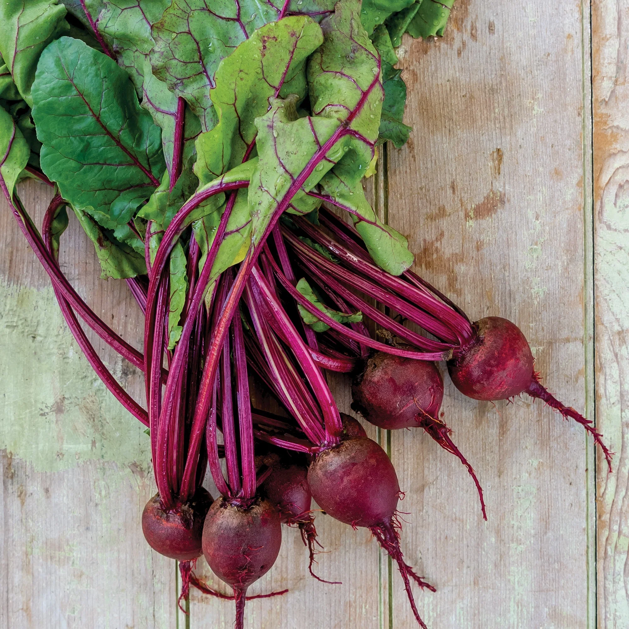 Organic Beet Detroit Dark Red - Burpee Seeds - Image 3